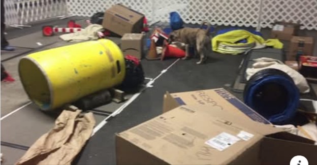 Photo of an upper level course showing a scattering of boxes, crumpled paper, a barrel on it's side and some cones with a dog searching.